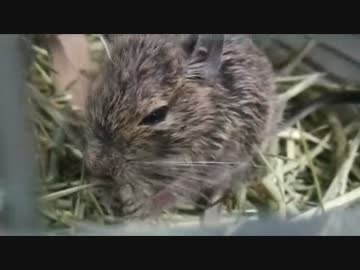 デグー　ひたすら牧草食べるだけ