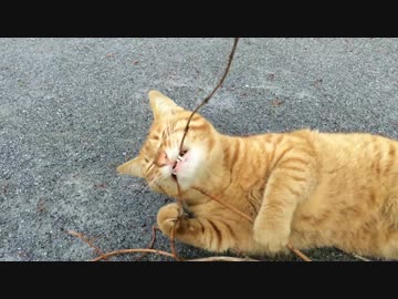 【公園猫戦争】茶トラ猫3号、実戦前の訓練で野獣と化す