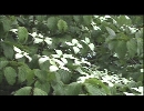 緑の組曲