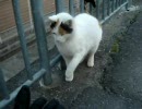 【ぬっこぬこに】ぱんち！ぱんち！【してやんよ】