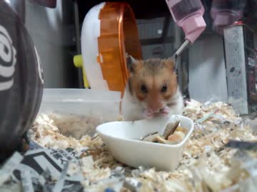 ひまわりの種を食すハム