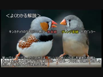 ゆっくり動物雑学「キンカチョウは…」