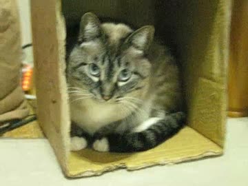 ジャンくんの家猫生活２年６ヶ月をギュッと