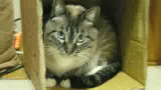 ジャンくんの家猫生活２年６ヶ月をギュッと