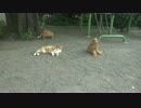 妖艶な熟女猫の誘惑に若猫たちの股間のベルゼブブが遂に爆発する