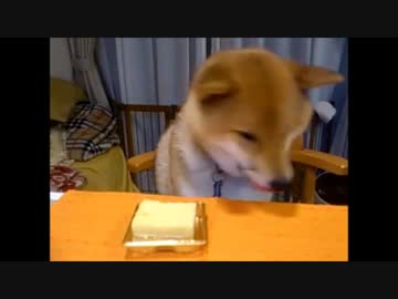 柴犬　はな　ケーキぺろぺろ