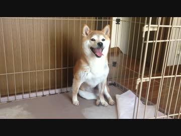 さんぽ後のシバイヌ