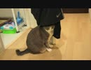 【モアクリ】 毛だらけ職人