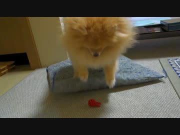 自分で隠して自分で掘るポメラニアン