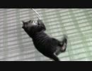 【生後56日】きょうの仔猫B【蒼民家の猫々】