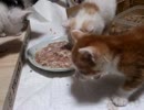 【保護猫】三粒＋二粒【15日目】