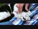猫がいないと聞いて行ってみたら大歓迎だった。【魚くれくれ野良猫】