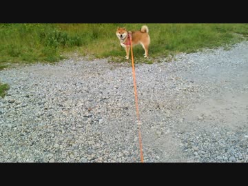柴犬　はな　お散歩