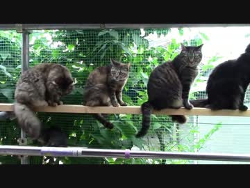 きょうの【蒼民家の猫々】