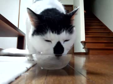 今年も氷をもらう猫