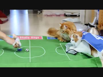【マンチカンズ】日本代表を応援する猫動画【ワールドカップ】