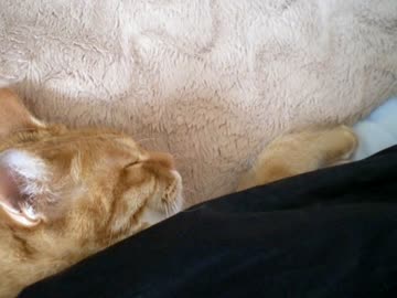 拾いねこ＠生後711/678日　パパの布団でぐっすりなアコにょん