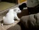 ななこがやってきたYa！Ya！Ya！①