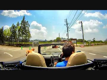 愛犬とビートでドライブ