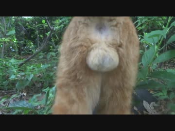 【猫の去勢ドキュメント】さようなら、ω