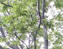 【Sound Only】北海道の初夏 セミの鳴き声