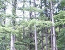 【Sound Only】北海道の初夏 ウグイスの鳴き声