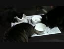 こんしゅうのおやつ【蒼民家の猫々】