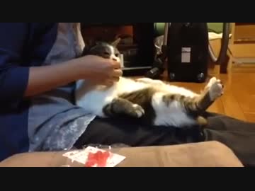 後輩の猫の食べ方がまじ貴族か