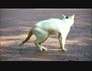 野良猫のくしゃみ