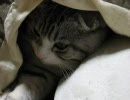 引っ込んだり、出たり、眠くなったり -レオ vol.1-