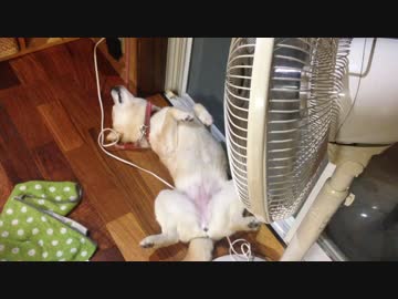 フーテンの犬