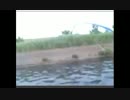 6.16峰師 釣りリンピック 川の部 記録のベアします.wmv