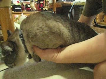 ジャンくんの飛行訓練　いつかは膝まで