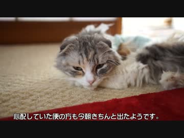 【#233】 おかえり　【猫万歳】