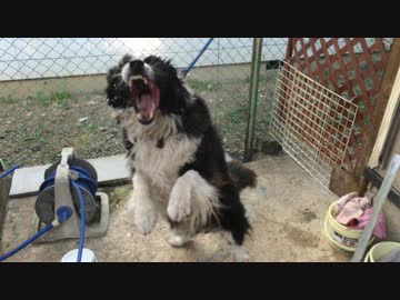 水をかけると目の色が変わるボーダーコリー