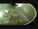 ガメラの酒蒸し