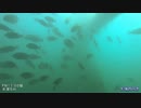 水中カメラ沈めてみた50　凄い魚！真鯛や青物も　海釣り公園の水中映像