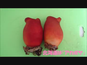 【道東】ホヤ食べるよ