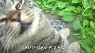 骨肉の争いが繰り広げられている猫公園のボス猫をモフってみた