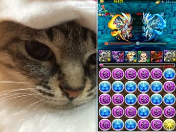 パズドラ 金曜ダンジョン 天獄塔 超地獄級 光リリスパのコンテンツツリー ニコニ コモンズ