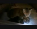 ママ虎と子猫たち 2014年06月11日01：36～