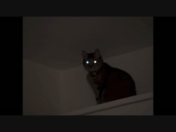 今日ものんびりみゅうとラム