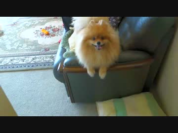 半年後再びポメラニアンと追いかけっこ