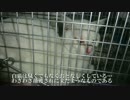 【猫の去勢ドキュメント3】去勢、解放、そして新たな邂逅