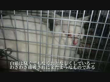 【猫の去勢ドキュメント3】去勢、解放、そして新たな邂逅