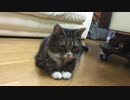 遊んでた紐がとれないにゃんこ 6月18日夜