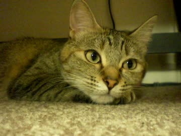 拾いねこ＠生後714/681日　ほけ～