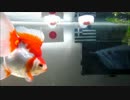 金魚のW杯予想　日本vsギリシャ
