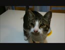 ガツガツ食べる猫とちょこちょこ食べる柴犬