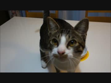 ガツガツ食べる猫とちょこちょこ食べる柴犬